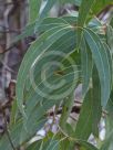 Eucalyptus baeuerlenii