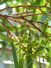 Eucalyptus bakeri