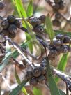 Eucalyptus bakeri