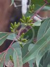 Eucalyptus bancroftii