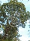 Eucalyptus bancroftii