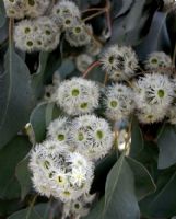 Eucalyptus baueriana