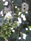 Eucalyptus baueriana