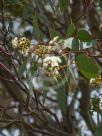 Eucalyptus behriana