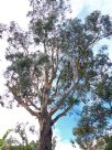 Eucalyptus blakelyi