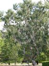 Eucalyptus blakelyi