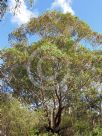 Eucalyptus botryoides