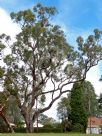 Eucalyptus bridgesiana