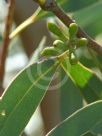 Eucalyptus burgessiana