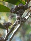 Eucalyptus burgessiana