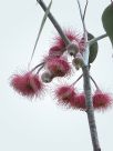 Eucalyptus caesia magna