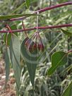 Eucalyptus caesia magna