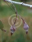 Eucalyptus caesia magna