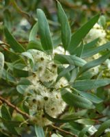 Eucalyptus calycogona