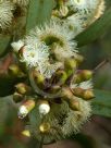 Eucalyptus calycogona