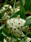 Eucalyptus calycogona