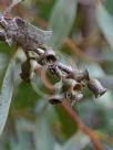 Eucalyptus calycogona