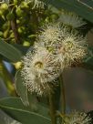 Eucalyptus camaldulensis