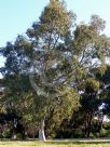 Eucalyptus camaldulensis