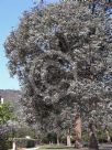 Eucalyptus cinerea cinerea