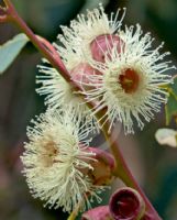 Eucalyptus cosmophylla