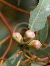 Eucalyptus cosmophylla