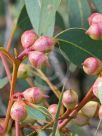 Eucalyptus cosmophylla