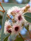 Eucalyptus cosmophylla