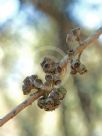 Eucalyptus crenulata