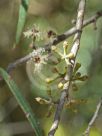 Eucalyptus cunninghamii