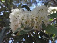 Eucalyptus curtisii