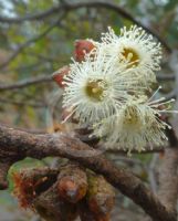 Eucalyptus cyanophylla