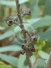 Eucalyptus cyanophylla