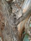 Eucalyptus cyanophylla