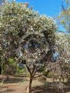 Eucalyptus cyanophylla