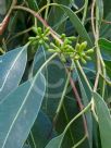 Eucalyptus deanei