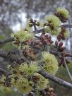 Eucalyptus desmondensis