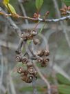 Eucalyptus desmondensis