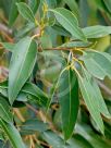 Eucalyptus diversicolor