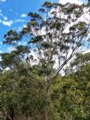 Eucalyptus diversicolor