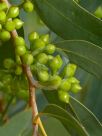 Eucalyptus diversifolia