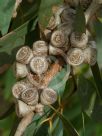 Eucalyptus diversifolia