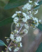 Eucalyptus elata