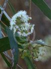 Eucalyptus elata