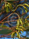 Eucalyptus eremophila