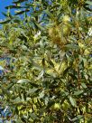 Eucalyptus eremophila