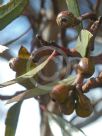 Eucalyptus eremophila