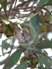 Eucalyptus eremophila