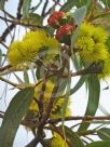 Eucalyptus erythrocorys