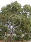 Eucalyptus fasciculosa